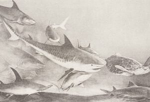 22207 Tigers of the Sea
