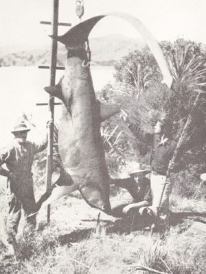 The "Fisherman" Under the Southern Cross: A Story of Adventure in New Zealand
